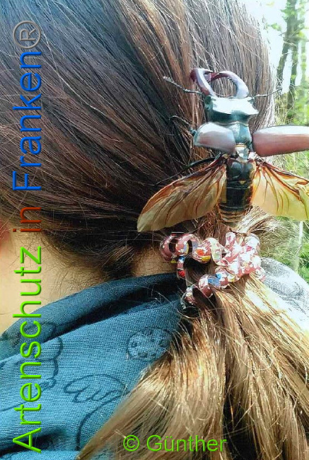 © Artenschutz in Franken® Günther Bild zum Eintrag (1007797-160)