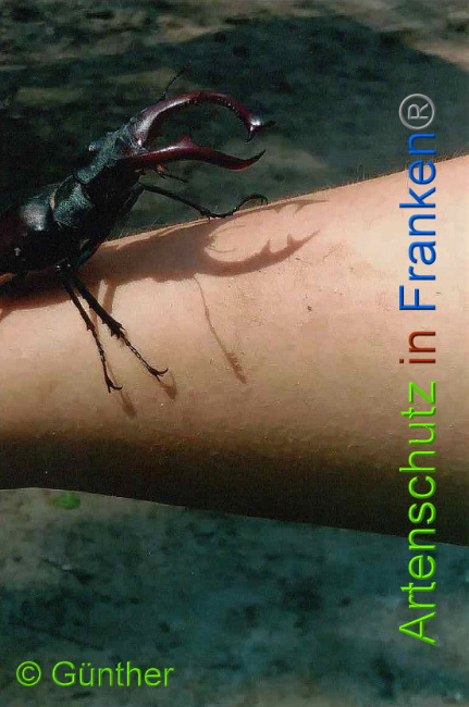 © Artenschutz in Franken® Günther Bild zum Eintrag (1007799-160)