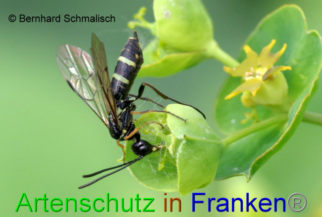 © Artenschutz in Franken® Bernhard Schmalisch Bild zum Eintrag (1007828-160)