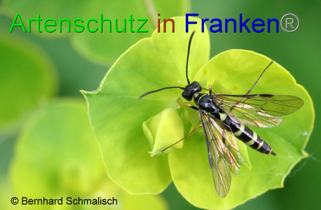 © Artenschutz in Franken® Bernhard Schmalisch Bild zum Eintrag (1007829-160)
