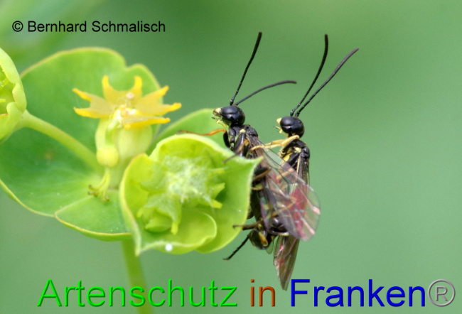 © Artenschutz in Franken® Bernhard Schmalisch Bild zum Eintrag (1007830-160)