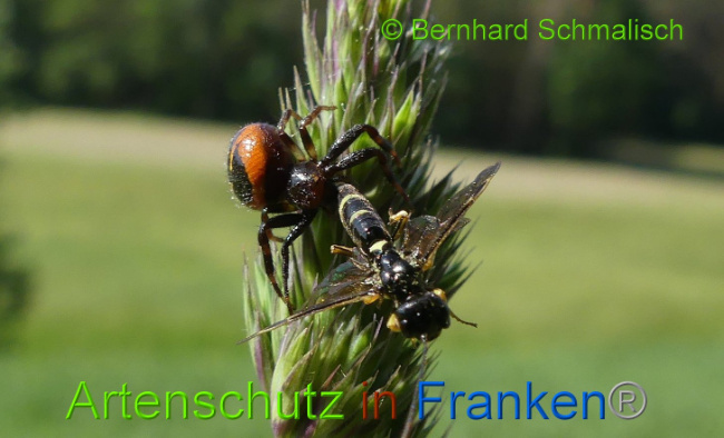 © Artenschutz in Franken® Bernhard Schmalisch Bild zum Eintrag (1007839-160)
