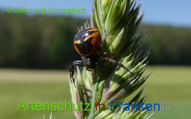 © Artenschutz in Franken® Bernhard Schmalisch Bild zum Eintrag (1007841-160)
