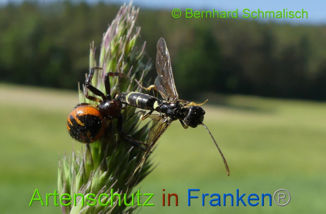 © Artenschutz in Franken® Bernhard Schmalisch Bild zum Eintrag (1007843-160)
