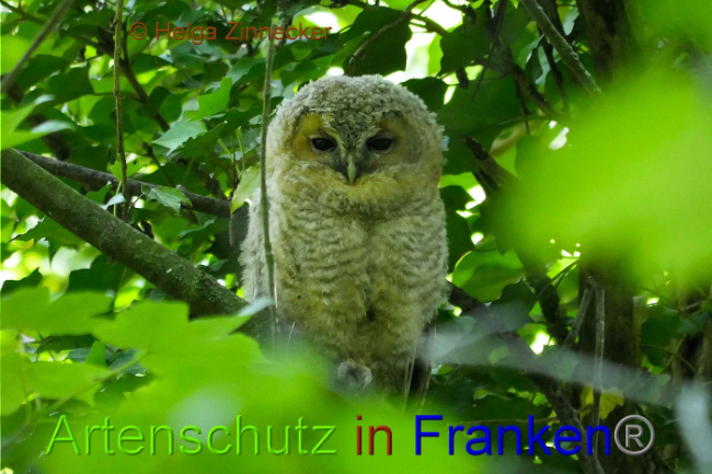 © Artenschutz in Franken® Helga Zinnecker Bild zum Eintrag (1008089-160)