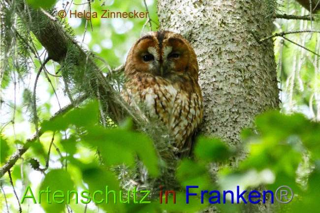 © Artenschutz in Franken® Helga Zinnecker Bild zum Eintrag (1008090-160)