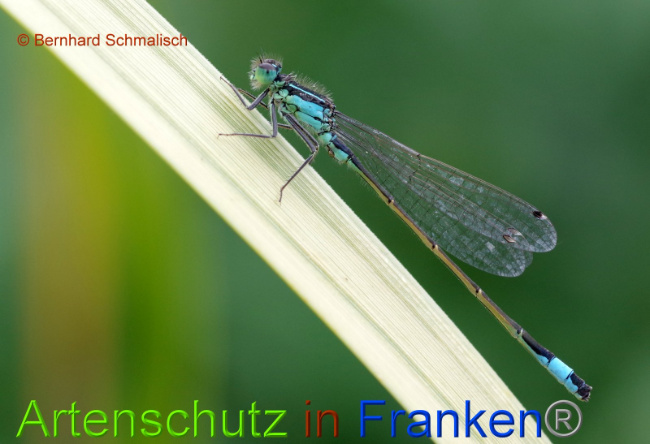 © Artenschutz in Franken® Bernhard Schmalisch Bild zum Eintrag (1008256-160)