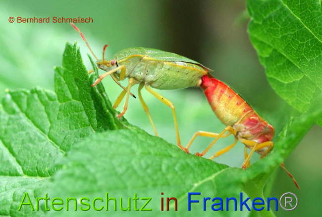 © Artenschutz in Franken® Bernhard Schmalisch Bild zum Eintrag (1008263-160)