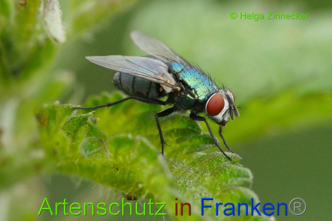© Artenschutz in Franken® Helga Zinnecker Bild zum Eintrag (1008345-160)