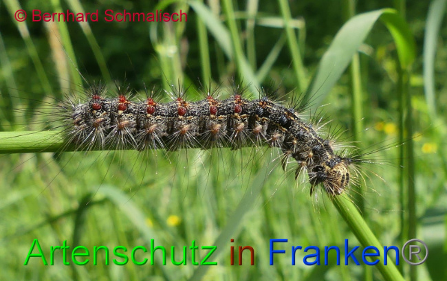 © Artenschutz in Franken® Bernhard Schmalisch Bild zum Eintrag (1008347-160)