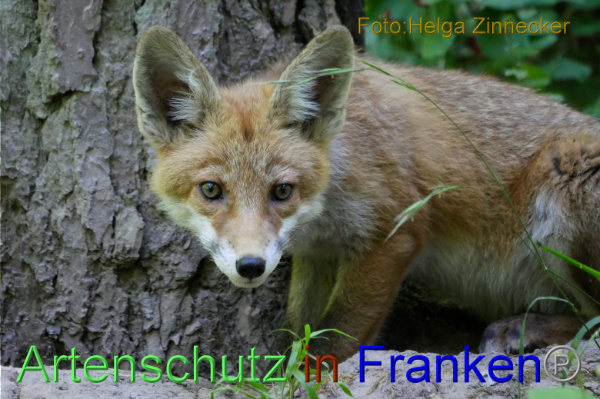 Copyright AiF - Helga Zinnecker Bild zum Eintrag (100835-160)