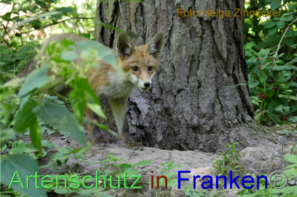 Copyright AiF - Helga Zinnecker Bild zum Eintrag (100836-160)