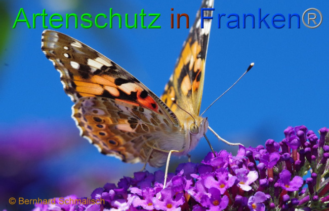 © Artenschutz in Franken® Bernhard Schmalisch Bild zum Eintrag (1008400-160)