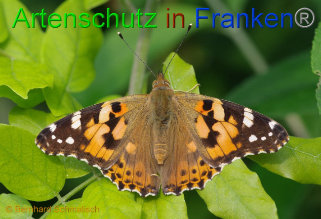 © Artenschutz in Franken® Bernhard Schmalisch Bild zum Eintrag (1008401-160)