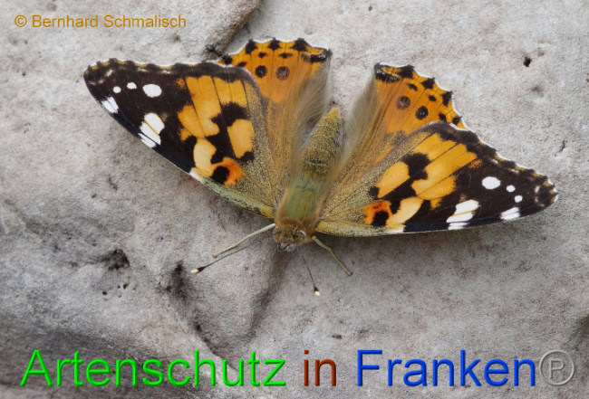 © Artenschutz in Franken® Bernhard Schmalisch Bild zum Eintrag (1008402-160)