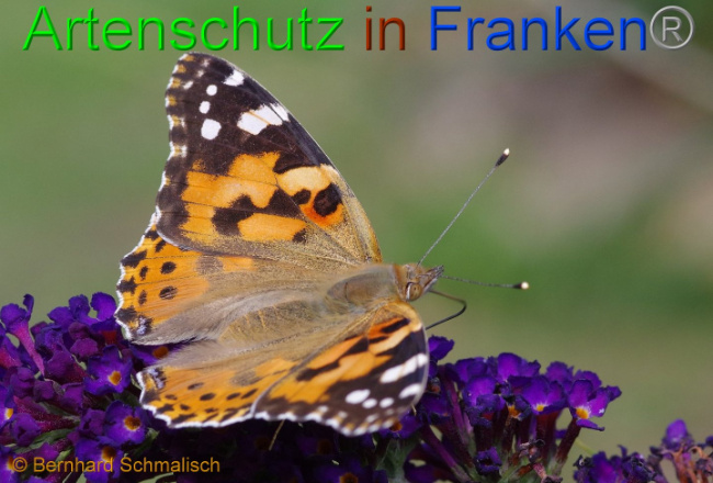 © Artenschutz in Franken® Bernhard Schmalisch Bild zum Eintrag (1008403-160)