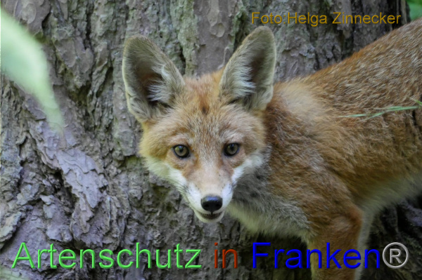 Copyright AiF - Helga Zinnecker Bild zum Eintrag (100843-160)