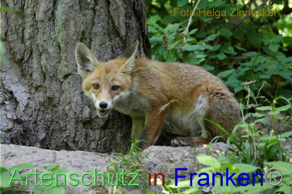 Copyright AiF - Helga Zinnecker Bild zum Eintrag (100844-160)