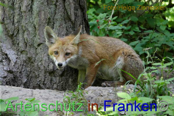 Copyright AiF - Helga Zinnecker Bild zum Eintrag (100845-160)