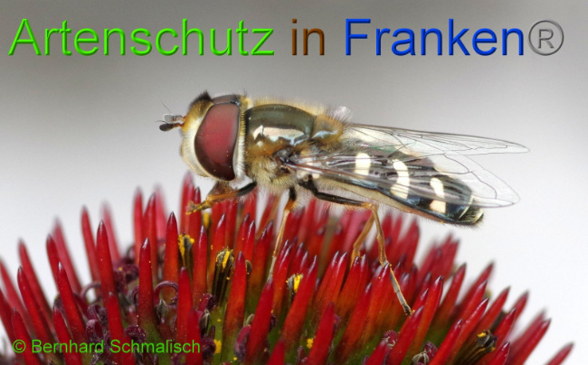 © Artenschutz in Franken® Bernhard Schmalisch Bild zum Eintrag (1008466-160)