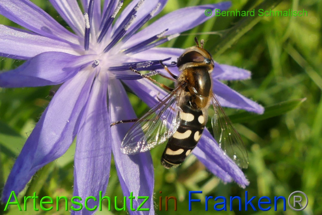 © Artenschutz in Franken® Bernhard Schmalisch Bild zum Eintrag (1008467-160)
