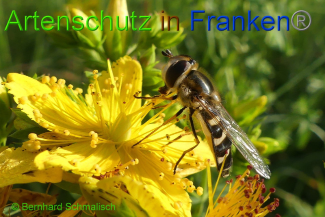 © Artenschutz in Franken® Bernhard Schmalisch Bild zum Eintrag (1008468-160)