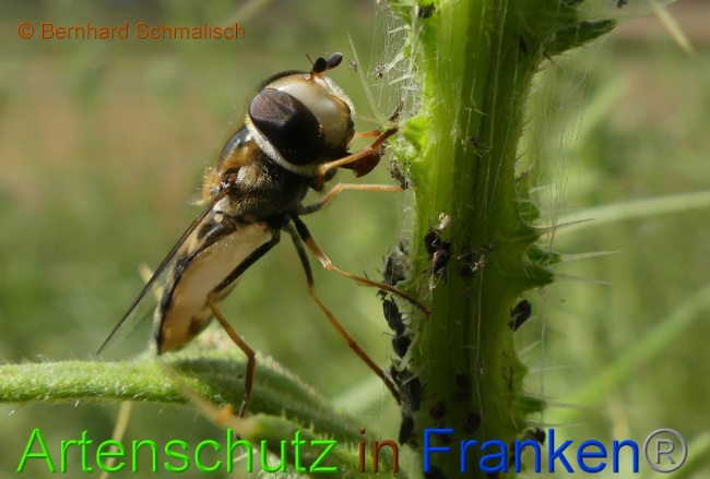 © Artenschutz in Franken® Bernhard Schmalisch Bild zum Eintrag (1008473-160)