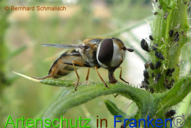 © Artenschutz in Franken® Bernhard Schmalisch Bild zum Eintrag (1008475-160)