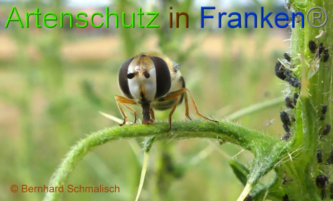 © Artenschutz in Franken® Bernhard Schmalisch Bild zum Eintrag (1008477-160)