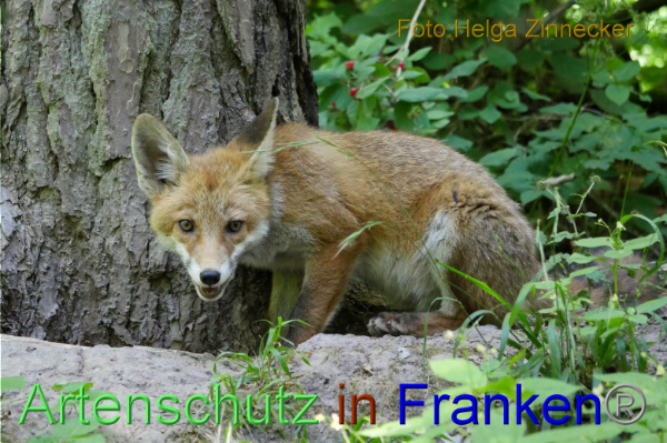 Copyright AiF - Helga Zinnecker Bild zum Eintrag (100849-160)