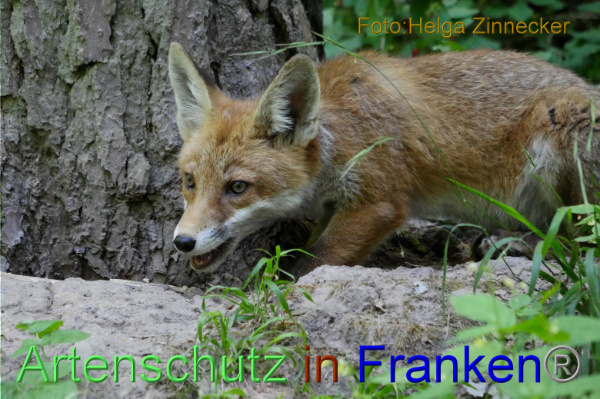 Copyright AiF - Helga Zinnecker Bild zum Eintrag (100850-160)
