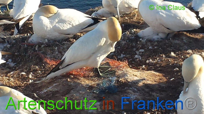 © Artenschutz in Franken® - Ina Claus Bild zum Eintrag (1008502-160)
