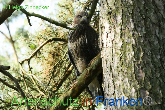 © Artenschutz in Franken® Helga Zinnecker Bild zum Eintrag (1008849-160)