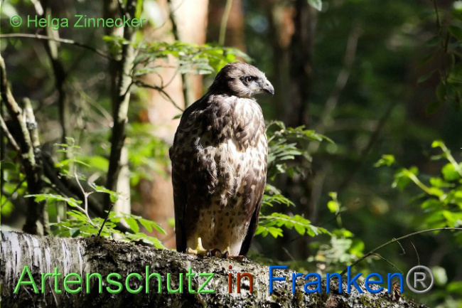 © Artenschutz in Franken® Helga Zinnecker Bild zum Eintrag (1008850-160)