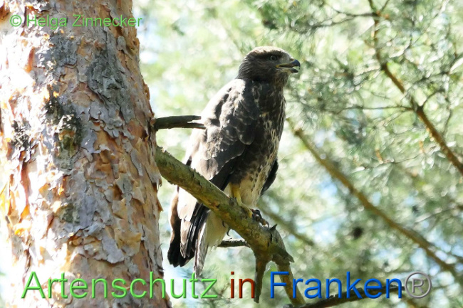 © Artenschutz in Franken® Helga Zinnecker Bild zum Eintrag (1008851-160)
