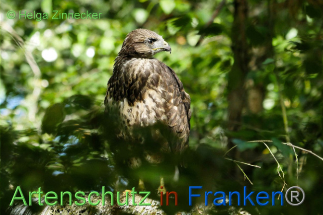 © Artenschutz in Franken® Helga Zinnecker Bild zum Eintrag (1008852-160)