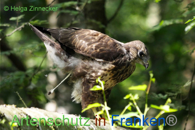 © Artenschutz in Franken® Helga Zinnecker Bild zum Eintrag (1008853-160)