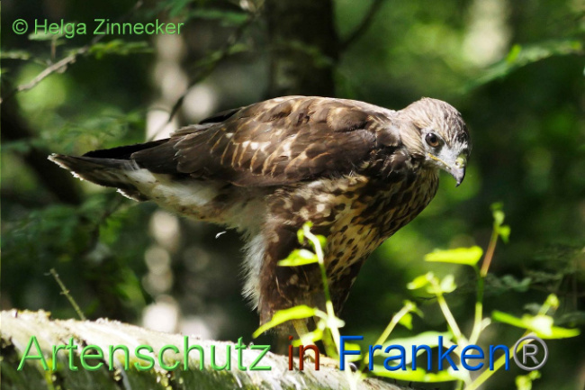 © Artenschutz in Franken® Helga Zinnecker Bild zum Eintrag (1008854-160)