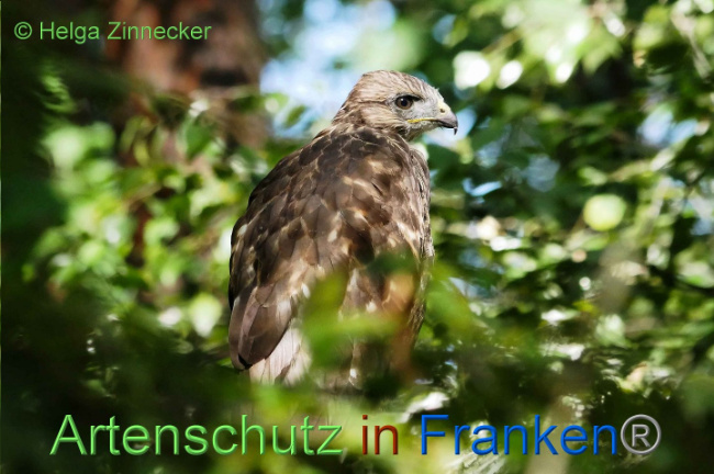 © Artenschutz in Franken® Helga Zinnecker Bild zum Eintrag (1008855-160)