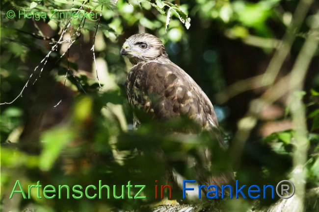 © Artenschutz in Franken® Helga Zinnecker Bild zum Eintrag (1008856-160)