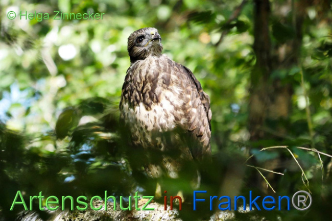 © Artenschutz in Franken® Helga Zinnecker Bild zum Eintrag (1008857-160)