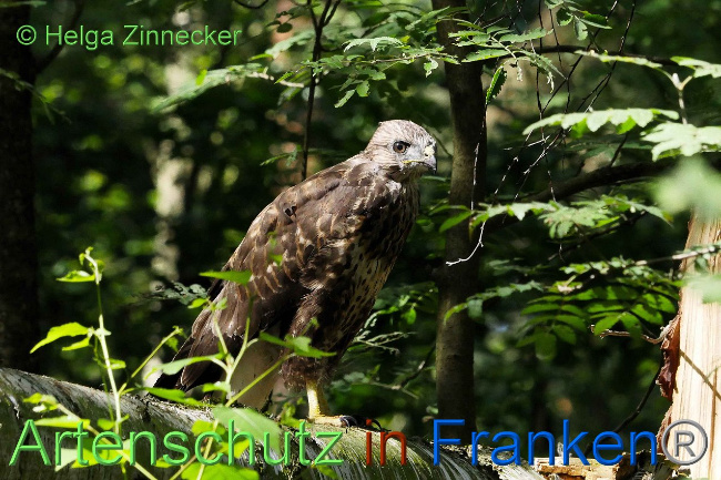 © Artenschutz in Franken® Helga Zinnecker Bild zum Eintrag (1008858-160)