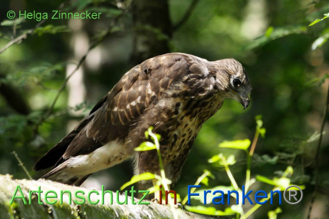 © Artenschutz in Franken® Helga Zinnecker Bild zum Eintrag (1008859-160)