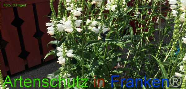 Copyright AiF - D.Hilgert Bild zum Eintrag (100899-160)