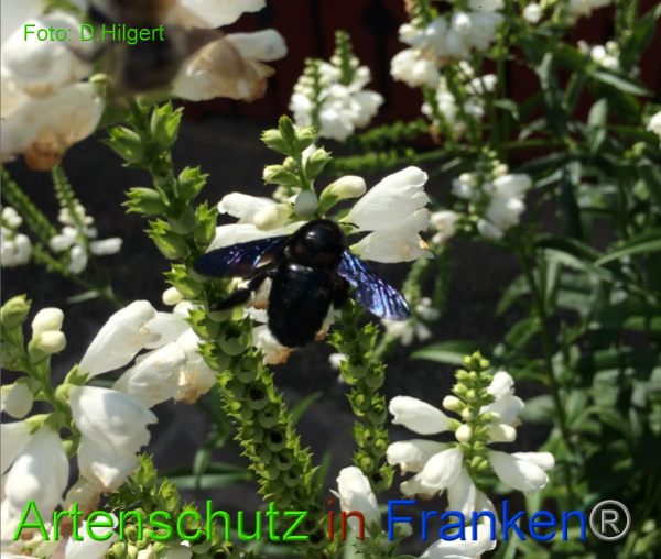 Copyright AiF - D.Hilgert Bild zum Eintrag (100900-160)