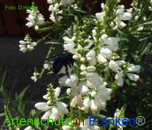 Copyright AiF - D.Hilgert Bild zum Eintrag (100901-160)
