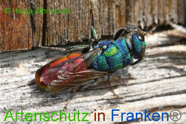 © Artenschutz in Franken® Helga Zinnecker Bild zum Eintrag (1009049-160)