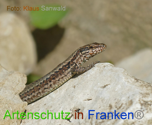 Copyright AiF - Klaus Sanwald Bild zum Eintrag (100905-160)