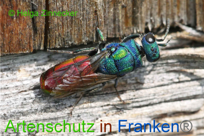 © Artenschutz in Franken® Helga Zinnecker Bild zum Eintrag (1009050-160)