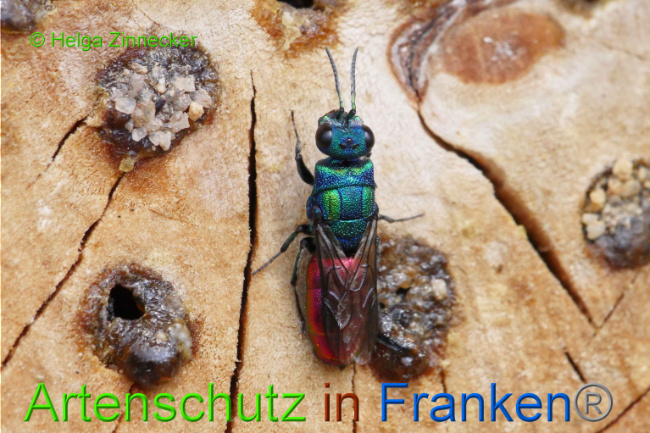 © Artenschutz in Franken® Helga Zinnecker Bild zum Eintrag (1009051-160)
